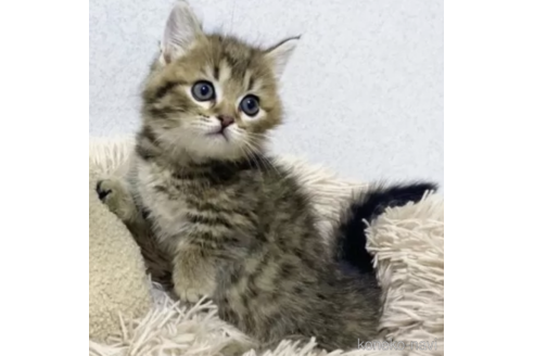 成約済の宮崎県のその他の猫種-79895の2枚目